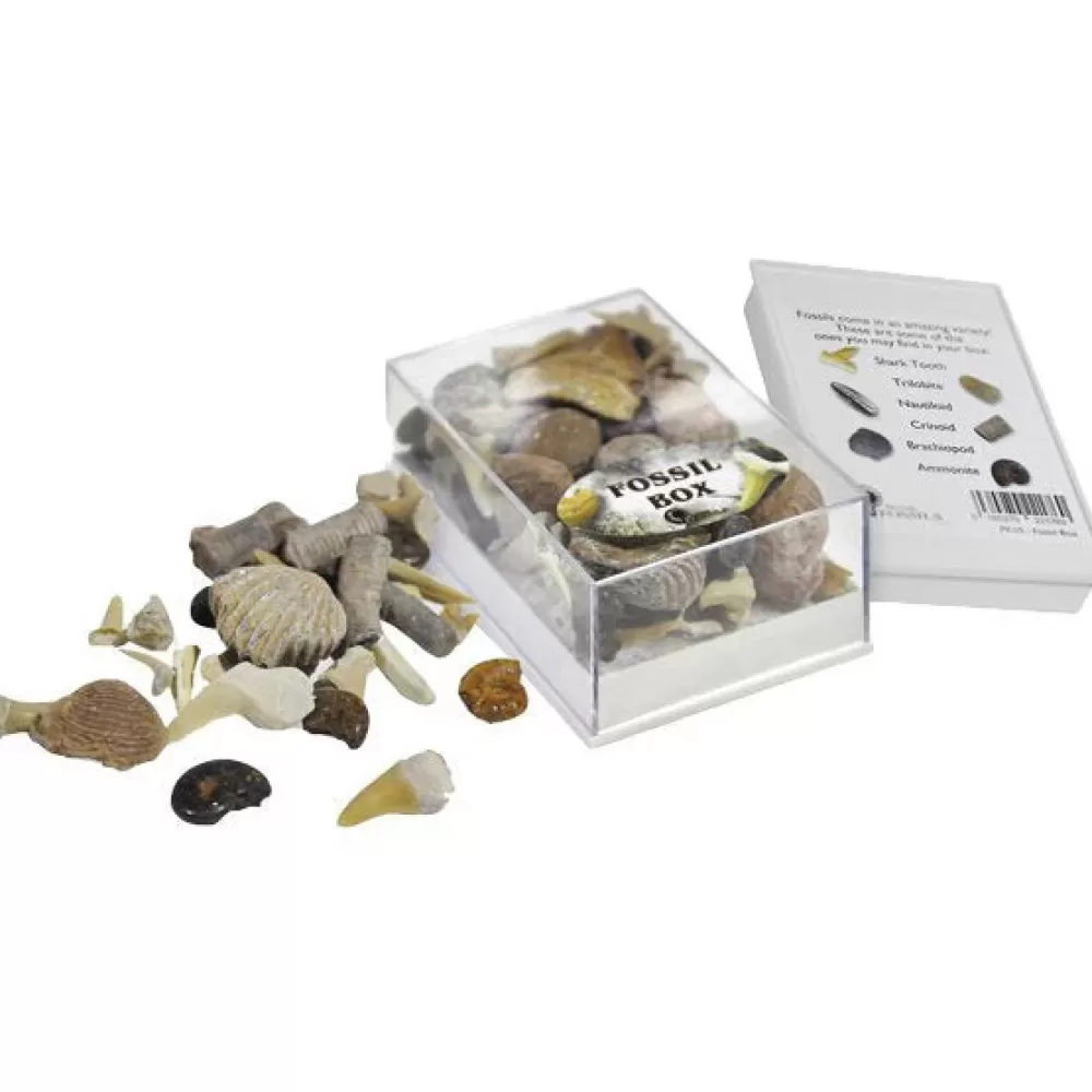 Outlet British Fossils Box Di Fossili
