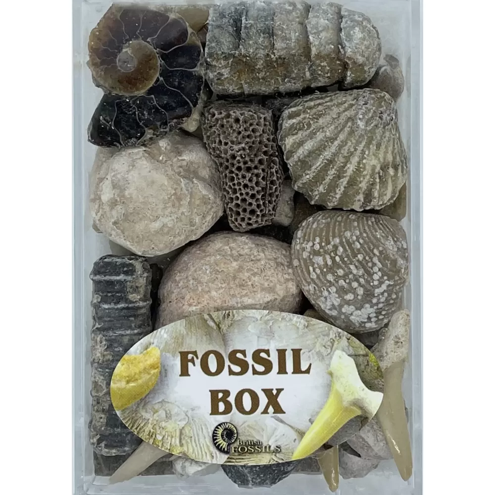 Outlet British Fossils Box Di Fossili