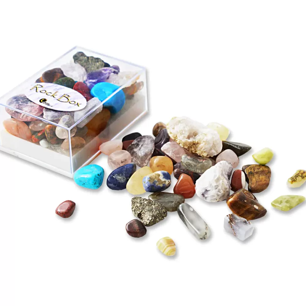 Hot British Fossils Box Di Pietre
