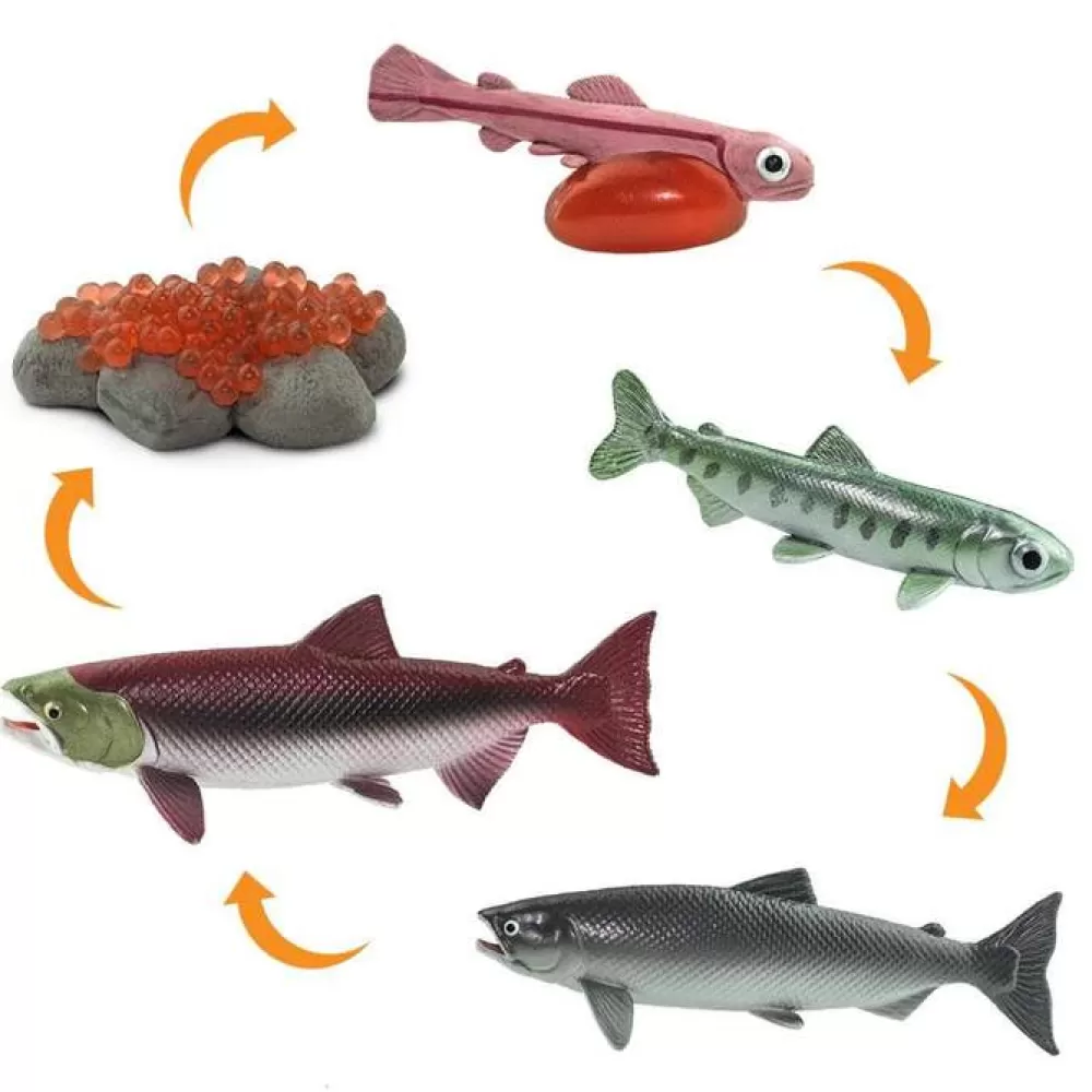 Fashion Safari LTD Ciclo Vitale Del Salmone